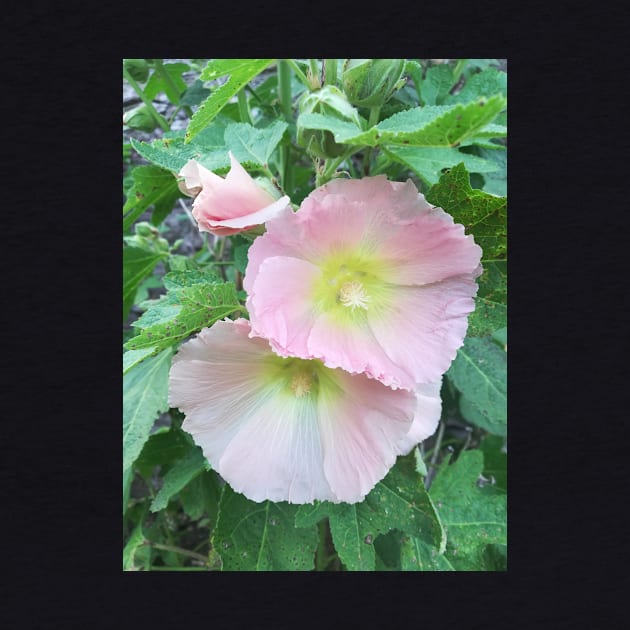 Pale pink hollyhocks photograph by esvb